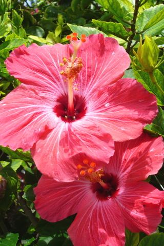 hibiscus