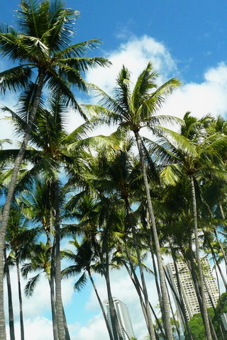 palmtrees